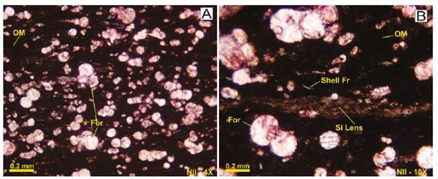 Sample MEG-009. A. Dispersed organic matter (OM) in argillaceous matrix. B. Silicon lens (Si Lens), Uniserial foraminifera (For), and shell fragments (Shell Fr). Photo by: Jorge Meza / José Trespalacios.