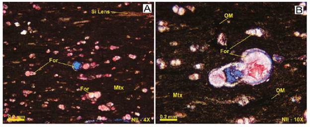 Sample MEG-022. A. Fossiliferous mielite with organic matter widely dispersed in the same lamination direction, silicon lens (Si Lens), uniserial foraminifera (For) and matrix (Mtx). B. Detail of an uniserial foraminifera (For) with replacement of silica by calcite, micrite matrix (Mtx) and moderate organic matter content (OM). Photo by: Jorge Meza / José Trespalacios.