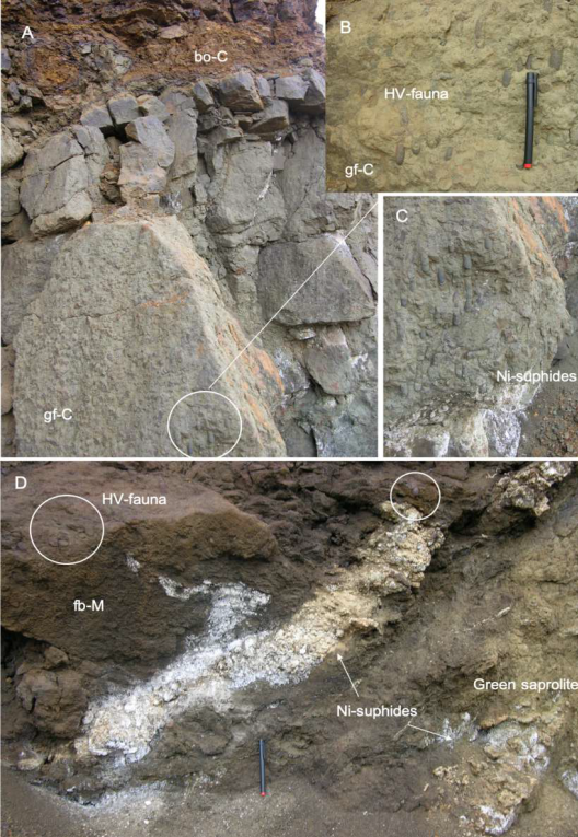 A. Outcrops of brown oxidized claystone (bo-C) overlaying fossiliferous green claystones (gf-C). B-C. Detail of tubeworm fossils and vent fauna forming the gf-C facies. D. Fissured brecciated mudstone (fb-M) with bioturbation overlaying green saprolites and Ni-sulphides (white) in both units.