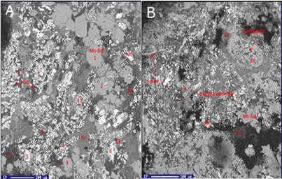 Components of black mudstone and SEM images A. Mn-siderite (Mn-sid), magnetite (Mt), goethite (Go), fragments of olivine (Ol), greenalite (Gr). B. Gastropod fossil, where the umbilical sector and suture are recognized. Additionally, dissolution appearances are observed in olivine.