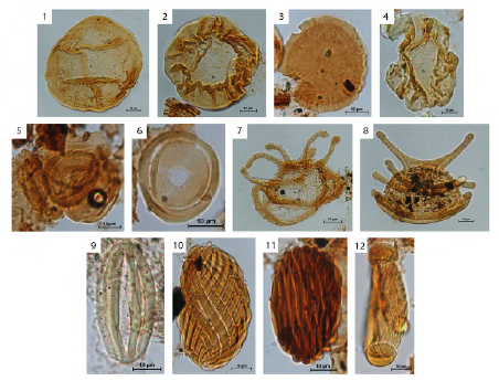 Gymnosperm taxa found in the study. 1-6. Non-gnetalean gymnosperm pollen, 7-12. Gnetalean pollen. 1. Araucariacites australis (G2-1, 44663; Hollín Formation); 2. Callialasporites dampieri (J21, 44663; Hollín Formation); 3. Callialasporites infirmus (K40-4, 47733; Hollín Formation); 4. Callialasporites trilobatus (J10, 44663; Hollín Formation); 5. Classopollis classoides (U3-4, 44884; Hollín Formation); 6. Classopollis meyeriana (M7-2, 47730; Hollín Formation); 7. Elaterosporites klaszii (X16, 44892; Napo Formation); 8. Elaterosporites verrucatus (J42-4, 44892; Napo Formation); 9. Ephedripites ambonoides (Q19, 47748; Napo Formation); 10. Ephedripites barghoornii (N45, 44889; Hollín Formation); 11. Gnetaceaepollenites retangularis (H31-2, 48376; Une Formation); 12. Steevesipollenites cf. multilineatus (S33-4, 47720; Hollín Formation).