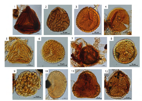 Spore taxa found in the study. 1. Appendicisporites erdtmanii (Q28-1, 44889; Hollín Formation); 2. Camarozonosporites ambigens (W16-1, 44892; Napo Formation); 3. Cicatricosisporites avnimelechi (O10-2, 44661; Hollín Formation); 4. Cicatricosisporites hallei (V30, 44661; Hollín Formation); 5. Cicatricosisporites hughesii (V14-1, 44661; Hollín Formation); 6. Cicatricosisporites kedvesii (E22-1, 44662; Hollín Formation); 7. Crybelosporites pannuceus (J15-4, 44661; Hollín Formation); 8. Hamulatisporis insignis (U20-2, 46427; Une Formation); 9. Ischyosporites variegatus (O41, 46426; Chipaque Formation); 10. Microfoveolatosporis skottsbergii (U12-4, 47725; Hollín Formation); 11. Pilosisporitesparvispinosus (H18-1, 44889; Hollín Formation); 12. Sestrosporites pseudoalveolatus (L41-1, 44883; Hollín Formation).