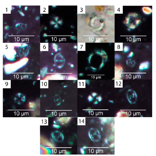 Calcareous nannofossils in sample 47748, lower Napo Formation. 1. Chiastozygus spp.; 2. Cyclagelosphaera reinhardtii; 3-4. Rotelapillus crenulatus; 5. Gartnerago cf. nanum; 6. Gartnerago theta; 7. Manivitella pemmatoidea; 8. Prediscosphaera columnata; 9. Radiolithus planus; 10. Staurolithites halfanii; 11. Watznaueria cf. britannica; 12. Zeugrhabdotus scutula; 13. Zeugrhabdotus diplogrammus; 14. Zeugrhabdotus elegans.