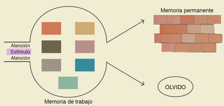 Teor&iacute;a cognitiva del aprendizaje. La atenci&oacute;n capta los
								est&iacute;mulos, los cuales son procesados en la memoria de trabajo;
								dependiendo del uso que se les confiera, estos pasan a la memoria
								permanente o son olvidados (adaptado de Young et al., referencia 30) 