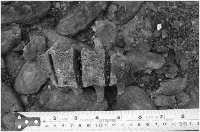 Vértebras lumbares que muestran tejido blando, encontrado en el interior del
basurero