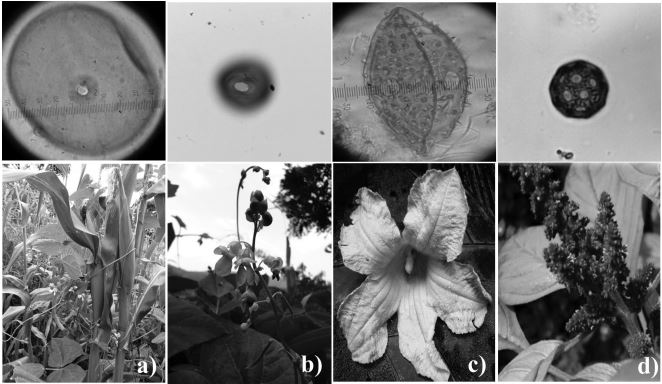 Tipos
pol&iacute;nicos de especies agr&iacute;colas introducidas e identificadas en la excavaci&oacute;n
del sistema de terrazas del sitio La Malinche, datados del Cl&aacute;sico 200-900 d.
C.: a) ma&iacute;z (Zea mays L.); b) frijol (Phaseolus lunatus L.); c) calabaza
(Cucurbita sp.) y d) amaranto (Amaranthus spp.).