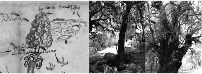 Representaci&oacute;n
de Taxodium mucronatum (ahuehuete) en el mapa de siglo XVI (a) e imagen actual
(b) en el sitio La Malinche.