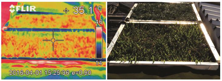 Compara&ccedil;&atilde;o entre a termografia, &agrave; esquerda, e a fotografia da cobertura vegetal com grama Sempre Verde e grama Preta.
