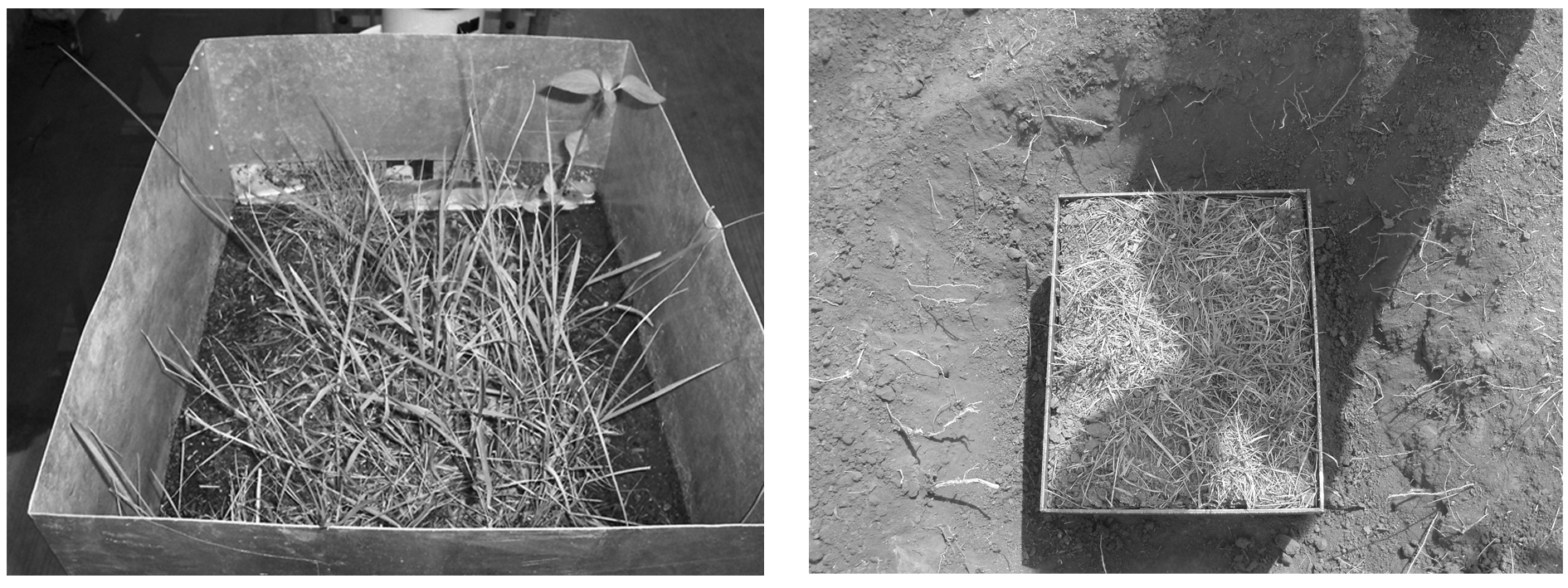 Muestras representativas de cubierta vegetal, integradas por hierbas, pastos, matorrales, residuos vegetales. 