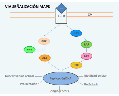 1. V&iacute;a de se&ntilde;alizaci&oacute;n MAPK: Act&uacute;an como un punto de integraci&oacute;n para m&uacute;ltiples 
  se&ntilde;ales bioqu&iacute;micas, y est&aacute;n implicados en una amplia variedad de procesos celulares, 
  como proliferaci&oacute;n, diferenciaci&oacute;n, regulaci&oacute;n de la transcripci&oacute;n y desarrollo, y juega  un papel importante en el c&aacute;ncer colorrectal 106. MAPK: mitogen-activated protein kinase; CM: cell membrane; EGF: endothelial  growth factor; EGFR: endothelial grow factor receptor; AKT: protein kinase B; ERK: extracelular signal regulated kinase; mTOR: mammalian target of rapamycin; PI3K: phosphoinositidylinositide 3-kinase; PTEN: phosphatase and tensin homolog; RAF: rapidly  acceleraed fibrosarcoma; RAS: rat sarcoma.