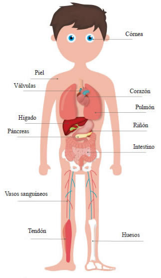 &Oacute;rganos y tejidos que se pueden donar.
