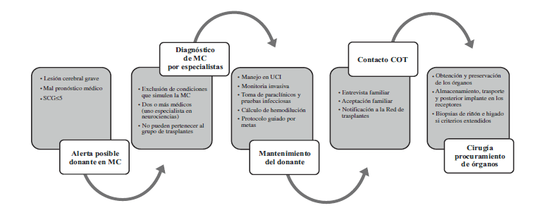 Proceso de donaci&oacute;n de &oacute;rganos y tejidos.
    MC: muerte cerebral; SCG: escala de coma de Glasgow; UCI: unidad de cuidado intensivo; 
    COT: coordinador operativo de trasplantes.