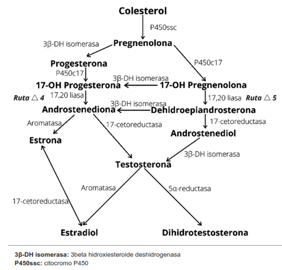 Biosíntesis de los estrógenos, progestágenos y andrógenos. Elaborado por los autores, con base en Brunton L, Chabner B, Knollmann B, editors. Goodman & Gilman: Las bases farmacológicas de la terapéutica. 12 ed., capítulos 40 y 41 14,15. Adaptado de Hormonas esteroides gonadales con permiso de themedicalbiochemestrypage.org