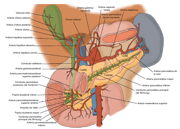 El p&aacute;ncreas y sus principales relaciones anat&oacute;micas.