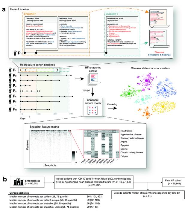 Diagrama de flujo de trabajo para convertir historias cl&iacute;nicas electr&oacute;nicas (HCE) de pacientes con insuficiencia card&iacute;aca en grupos de instant&aacute;neas del estado de la enfermedad. (a) Se utiliz&oacute; el procesamiento NLP para extraer s&iacute;ntomas de todas las notas no estructuradas de la HCE de cada paciente. Los s&iacute;ntomas se agregaron dentro de intervalos de tiempo de 30 d&iacute;as (&ldquo;instant&aacute;neas&rdquo; del estado cl&iacute;nico). Las instant&aacute;neas de toda la cohorte de HF (insuficiencia card&iacute;aca, IC) se usaron como entrada para un algoritmo de agrupamiento, que encuentra grupos de instant&aacute;neas de pacientes similares y produce grupos de estados de enfermedad. (b) Criterios de inclusi&oacute;n/exclusi&oacute;n y estad&iacute;sticas de la cohorte final de HF.  Tomado de Nagamine, et al 2.