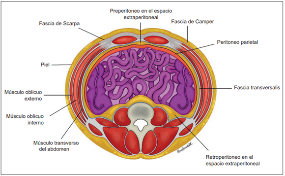 Representación gráfica del espacio extraperitoneal.