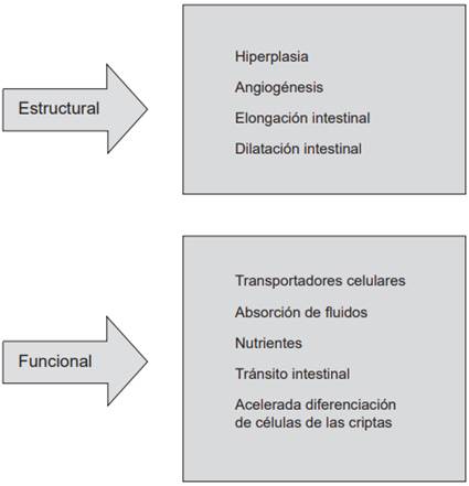 Cambios asociados con la adaptación intestinal.