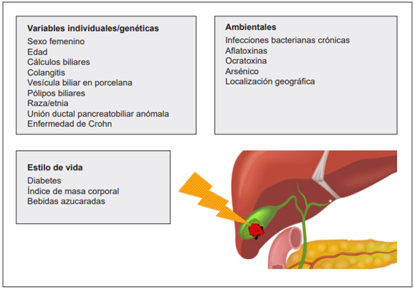 Factores de riesgo para el desarrollo de c�ncer de ves�cula biliar.