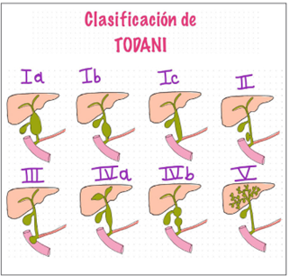 Presentaci�n gr�fica de la clasificaci�n de Todani.