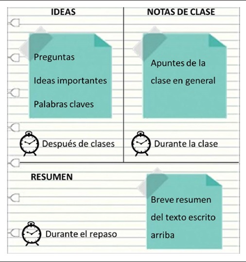 Divisi&oacute;n de la hoja
para aplicar el m&eacute;todo de Cornell