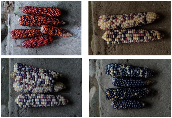 Cuatro tipos de ma�z que conserva mam� Pastora.