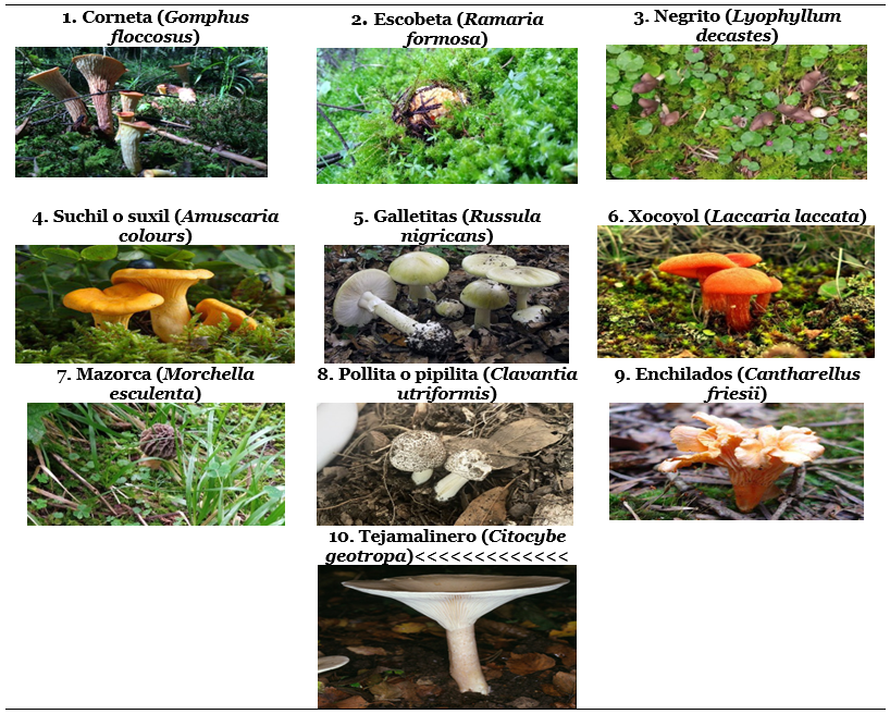 Morfolog�a de diez variedades de hongos silvestres comestibles identificados en Xalatlaco M�xico