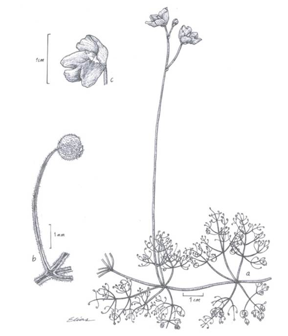 Utricularia purpurea. a. h&aacute;bito; b. detalle de la hoja y utr&iacute;culo; c. detalle de la flor. Ilustraci&oacute;n realizada por Jes&uacute;s El&iacute;as Garc&iacute;a, basada en el ejemplar de Ricardo G&oacute;ngora 550 a.