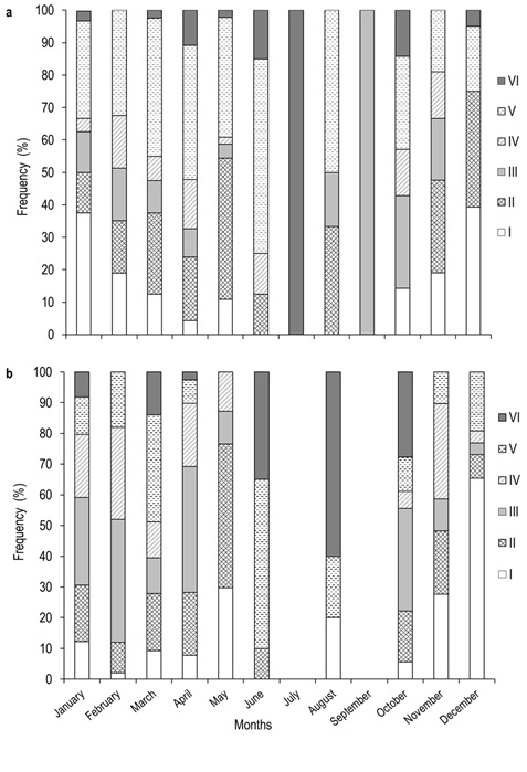 Maturity stage distribution frequency in (a) females and (b) males of A. grunniens from the Usumacinta River, Tabasco, Mexico. Empty spaces indicate lack of organisms during sampling.