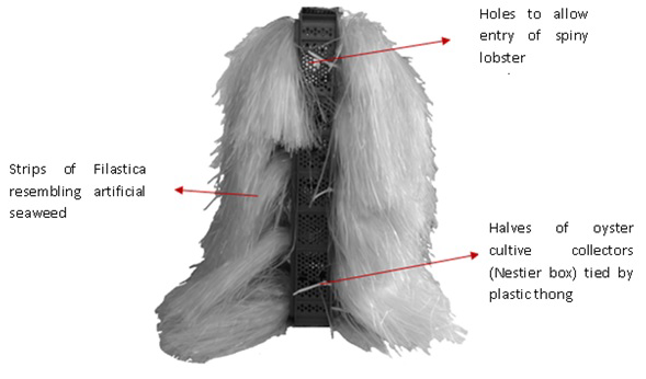 Design of the modified seaweed-type collector used to sample pueruli on the coast of Mexico in Mazatlán Bay, Gulf of California.