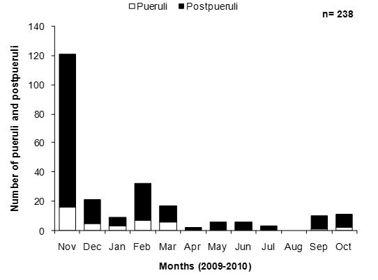 Monthly number of Panulirus inflatus pueruli and postpueruli caught in the modified seaweed-type collector. Different letters above the bars denote significant differences between the monthly catches of postlarvae (Chi-square test, p < 0.05).