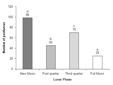 Catches of Panulirus inflatus postlarvae as a function of moon phase. Different letters above the bars denote significant differences between the number of postlarvae and the moon phases (Chi-square test, p < 170.05).