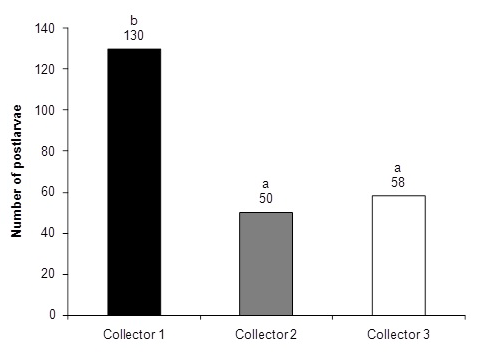 Catches of Panulirus inflatus postlarvae by collector. Different letters above the bars denote significant differences between the captures per collector (Chi-square test, p < 0.05).