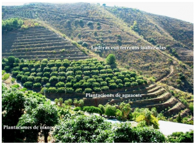Laderas alteradas por la construcci&oacute;n de terrazas de cultivo y laderas inalteradas con vegetaci&oacute;n espont&aacute;nea.