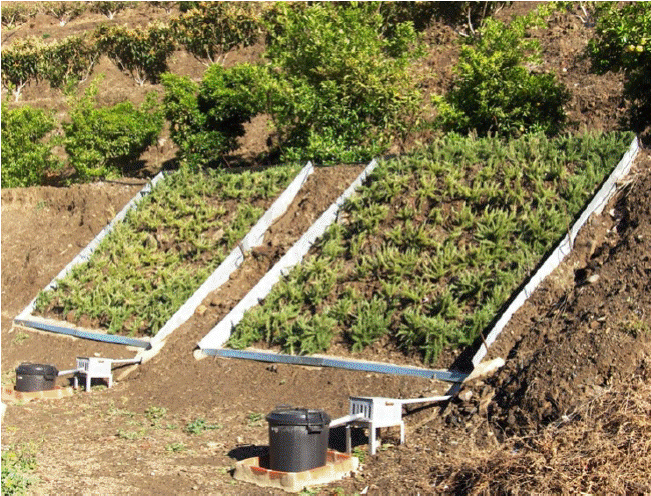 Plantas arom&aacute;ticas y medicinales empleadas para el control de la erosi&oacute;n de suelos en los taludes de las terrazas de cultivo.