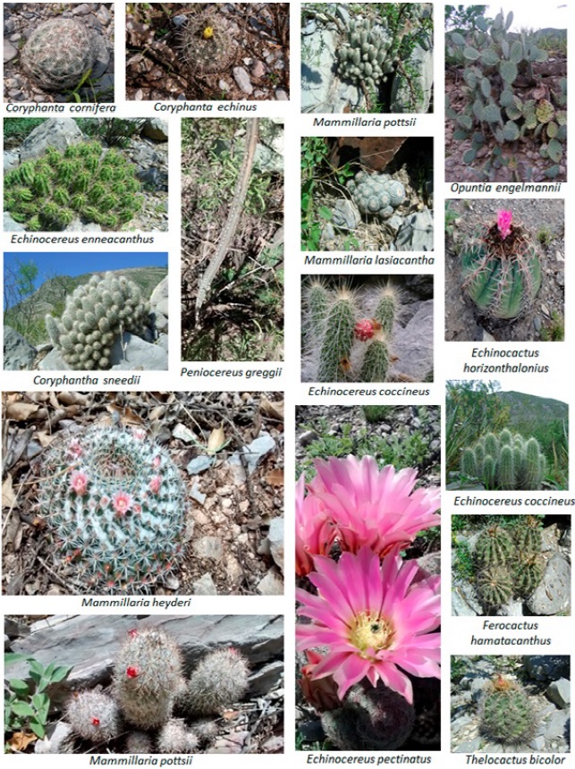 Cactus flora of the Sierra del Rosario, Durango, Mexico.