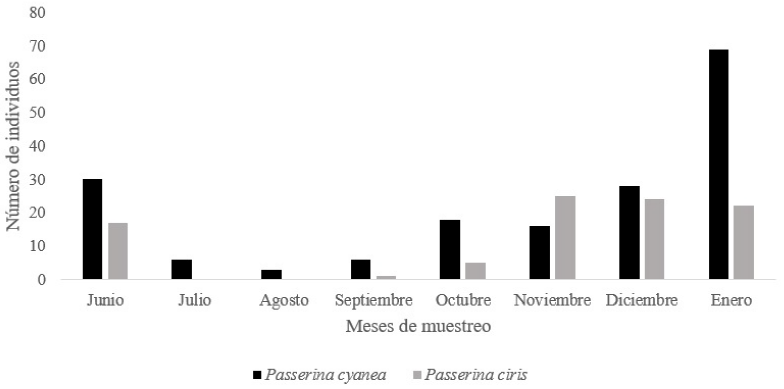 Abundancia mensual de Passerina cyanea y Passerina ciris en los seis mercados de estudio.
