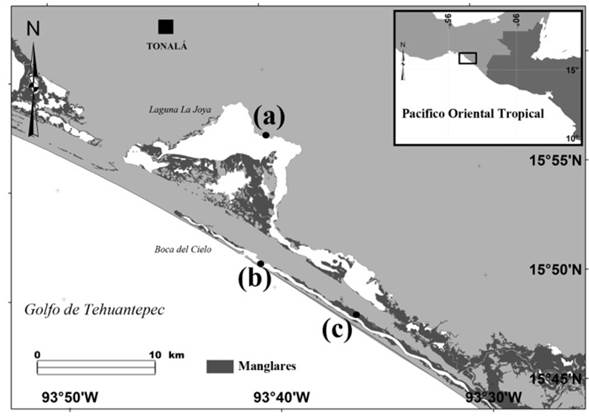 Área de estudio y localización de los transectos (•) dentro de los hábitats analizados en el sistema lagunar costero La Joya-Buenavista, Chiapas: (a): Laguna, (b): Bocabarra, (c): Canal
