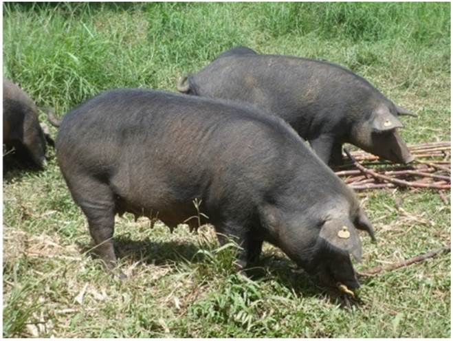 Ejemplares de la raza San Pedreño. Centro de investigación el Nus, San Roque, Antioquia