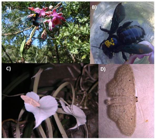 A) Xylocopa nautlana, with polinia of Myrmecophila grandiflora; B) X. nautlana; C and D) Scopula sp. (Geometridae) visiting Brassavola nodosa
