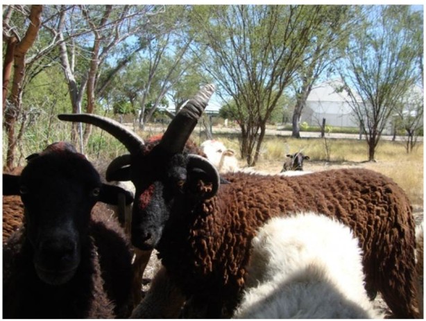 El borrego Criollo &ldquo;Obispo&rdquo;, &ldquo;Diablo&rdquo; o de &ldquo;Cuatro Cuernos&rdquo; de la Monta&ntilde;a de Guerrero