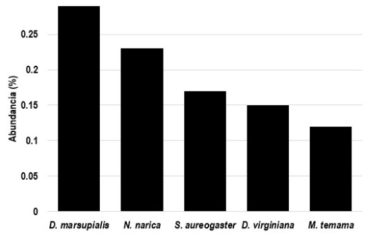 Abundancia de mam&iacute;feros del cerro Acontecatl, Zongolica, Veracruz. Las cinco especies en su conjunto re&uacute;nen m&aacute;s del 95.4% de la abundancia total registrada