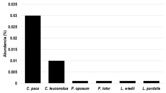 Abundancia de mam&iacute;feros del cerro Acontecatl, Zongolica, Veracruz. Las seis especies en su conjunto re&uacute;nen el 4.6% de la abundancia total registrada