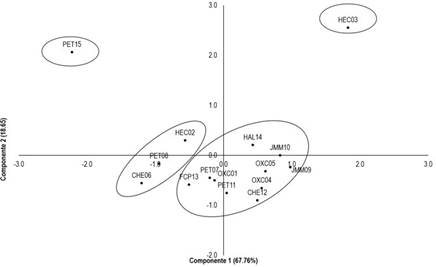 Distribución espacial de las 15 colectas de frijol caupí obtenidos en la península de Yucatán con base a los dos primeros componentes principales y 13 variables morfológicas