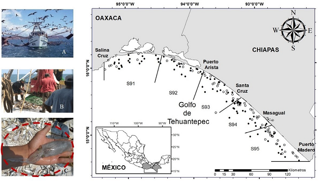 Área de estudio donde se indican las estaciones de muestreo (puntos negros) y las estaciones positivas para Lolliguncula panamensis (puntos blancos). A y B, maniobras de pesca, C L. panamensis.
