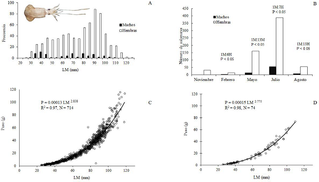 Lolliguncula panamensis. A. Distribución de frecuencias de la longitud dorsal del manto, hembras y machos; Relación talla-peso para hembras (B) y machos (C); D. Proporción sexual por mes de muestro.