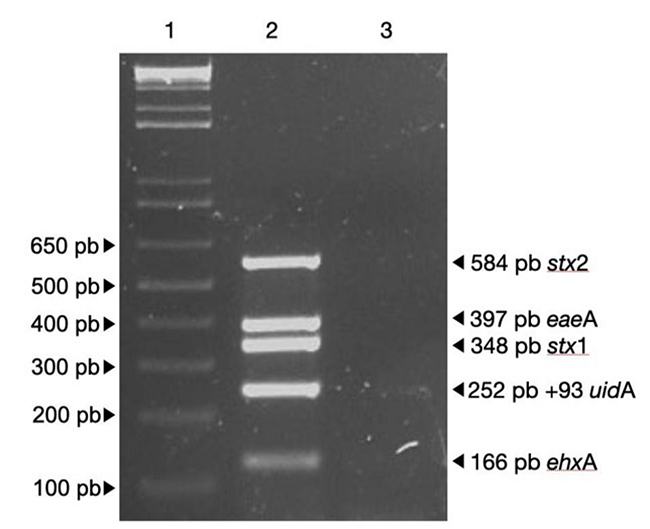 Detecci&oacute;n de genes de patogenicidad de E. coli O157:H7 mediante PCR m&uacute;ltiplex. L&iacute;nea 1; marcador de peso molecular (1 Kb DNA plus ladder), l&iacute;nea 2; control positivo (E. coli O157:H7), l&iacute;nea 3; control negativo (E. coli ATCC 25922).