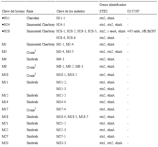 Bovinos con presencia de STEC O157:H7 y no O157.