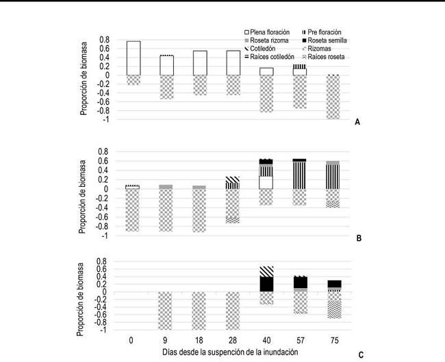 Composición de la población de A. repens luego del anegamiento. A) Testigo, B) 10 días inundados y C) 20 días inundados. Proporción de biomasa de la población por estado fenológico: plena floración (blanco); prefloración (líneas verticales); roseta rizoma (gris); roseta de semilla (negro); cotiledones (líneas diagonales) y biomasa subterránea: rizomas (cuadros), raíces de cotiledones (líneas horizontales) y raíces de rosetas (ondas)