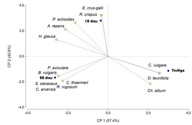 Composición de las comunidades de malezas 75 días de suspendida la inundación. Análisis de Componentes Principales (ACP) de la abundancia de cada especie en los tratamientos: Testigo, 10 días y 20 días de inundación. Cada dato corresponde al promedio de 4 muestreos. Las malezas están expresadas según el porcentaje de cobertura del suelo por el índice de Braun Blanquet