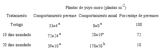 Comportamiento de los ramets de A. repens a los 75 días de suspendida la inundación